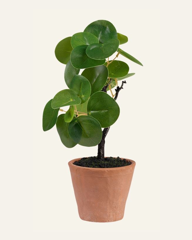 Plante grønn - 10x10x25 cm grønn - 1