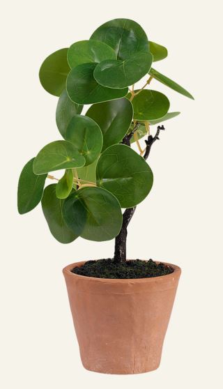 Kid Pilea Plante Grønn 10x10x25 cm