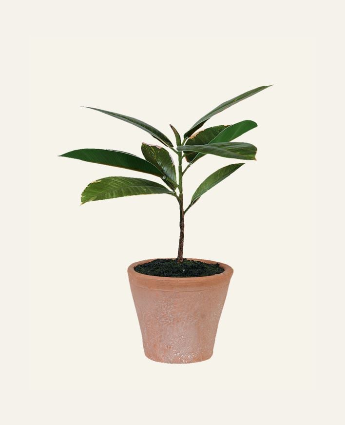 Plante grønn - 10x10x25 cm grønn - 1