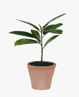 Kid Rubber Tree Plante Grønn 10x10x25 cm