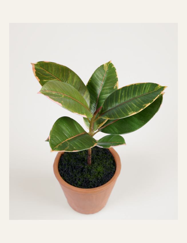 Plante grønn - 2