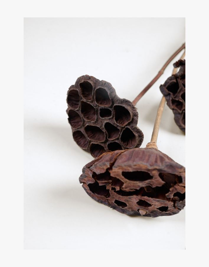 Tørkede blomster natur - 60 cm natur - 1