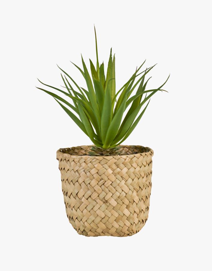 Plante multi grønn - 8,5x8,5x17 cm multi grønn - 1