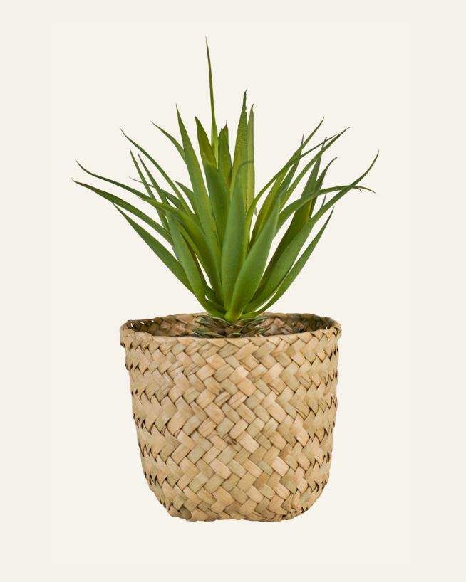 Plante multi grønn - 8,5x8,5x17 cm multi grønn - 1