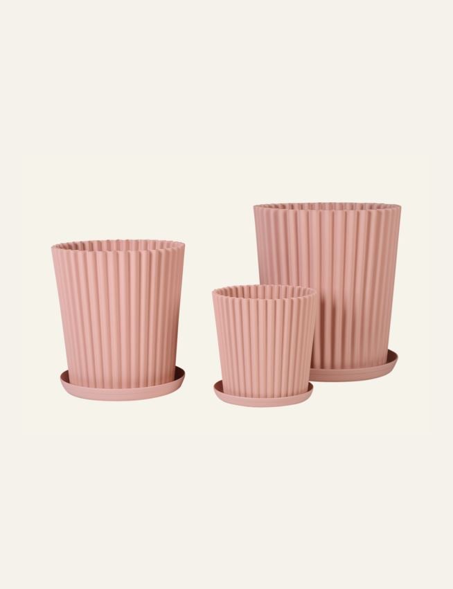 Utepotte pudderrosa - 4