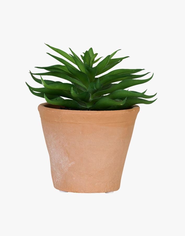 Sukkulent multi grønn - 10x10x14 cm multi grønn - 1